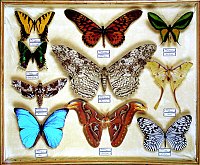 Schaukasten mit tropischen Schmetterlingen der Zoologischen Sammlung. Repro: F. Steinheimer  ZNS.
