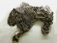 Fossil vom Großen Urpferd (Propalaeotherium hassiacum) aus dem Eozän des Geiseltals. © F. Steinheimer, ZNS.