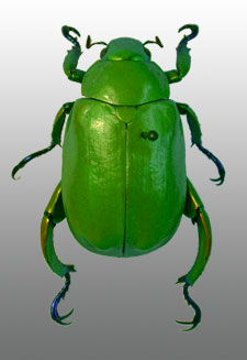 Ein Rosenkferverwandter (Scarabaeidae, Rutelinae) names Chrysina macropoda aus Kolumbien in den Zoologischen Sammlungen.  F. Steinheimer, MLU