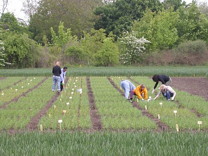 Eine Gruppe von Studenten unter der Leitung von Frau Prof. Dr. Christa Volkmar auf den Versuchsfeldern: Lehre am Objekt. © F. Steinheimer, ZNS.