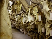 Blick auf den historischen Schädelboden des ehemaligen Tierzuchtgebäudes: 600 Rinderschädel (Bos primegenius). Diese Sammlung wurde Anfang 2010 umgezogen. © F. Steinheimer, ZNS.
