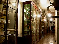 Blick in den Säugetiersaal des zoologischen Schau- und Lehrmagazins aus dem 19. Jahrhundert. Foto: © Frank Steinheimer, ZNS.