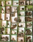Wissenschaftliche Sammlung von fossilen Zähnen des Urpferds (Propalaeotherium sp.). © F. Steinheimer, ZNS.