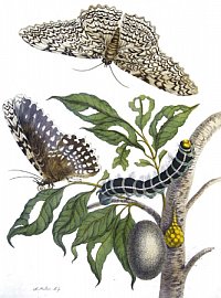 Die bedeutende Naturforscherin und Künstlerin Maria Sibylla Merian (1647-1717) hat in ihrem großartigen Werk Metamorphosis Insectorum Surinamensium (1702 bis 1705) auf einer Kupferstichtafel den Falter, die Raupe und die Puppe abgebildet.