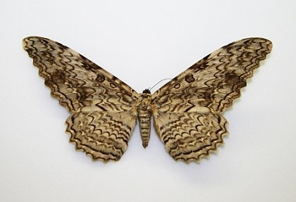 Die "Weiße Hexe", Foto: A. Perl © ZNS, Zoologische Sammlung