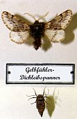 Bild: A. Perl © ZNS, Zoologische Sammlung