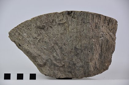 Fragment eines kleinen Kalzitsphäriten mit radialstrahliger
Innenstruktur aus dem Geiseltal. Ausgehend von einem
zentralen Kristallisationskern sind die Kristallite
strahlenförmig von innen nach außen gewachsen. Es handelt
sich hierbei um eine anorganische Bildung, Maßstab = 5cm.
Foto: Michael Stache, ZNS.
