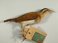 Dreifarbentöpfer (Furnarius leucopus tricolor (Giebel, 1868)), von Giebel
beschriebene Unterart des Blaßfußtöpfers. Foto: Hans Altner, ZNS, 2007.