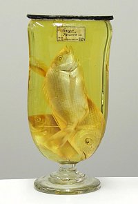 Große Geißbrasse (Sargus rondelettii, Valencienna, 1830) - ist eine Fischart, die
u. a. im Mittelmeer lebt, kann auch als Aquarienfisch gehalten werden, wird aber
ca. 45 cm groß. Giebel fing die Art bei Nizza. Foto: Hans Altner, ZNS, 2013.