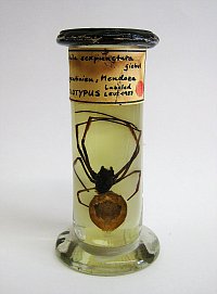 Die Seidenspinne Nephila sexpunctata Giebel, 1867 wurde in Mendoza
(Argentinien) gefangen und Giebel beschrieb sie als neue Art in: Giebel, C. G.
(1867). Neue Spinne, Nephila sexpunctata, von Mendoza. - Zeitschr. gesam.
Naturw. 30: 325-326. Foto: Joachim Händel, ZNS, 2013.