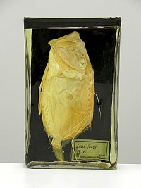 Petersfisch auch Heringskönig genannt (Zeus faber, L. 1758) - diesen
Meeresfisch sammelte Giebel bei Nizza. Foto: Hans Altner, ZNS, 2013.