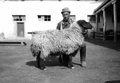 Hornloser Karakulbock bei Samarkand (Usbekistan) um 1930 (sw-Dia 1287_1165), 
Archiv der Haustierkunde  ZNS.