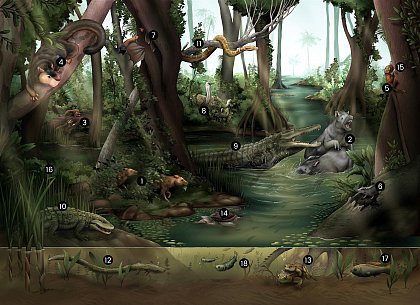 Grafische Darstellung der Lebewelt des Geiseltals vor 45 Millionen Jahren, Grafik:  Sandra Hhle.