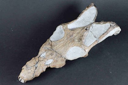 Holotyp und Schdel von Cymatosaurus fridericianus, Foto: Maximilian Albrecht,  ZNS.
