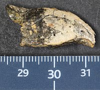 Oberschnabel von Berruornis halbedeli,  Albrecht, ZNS.