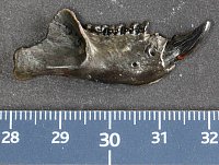 Unterkiefer von Plesiadapis walbeckensis. Albrecht, ZNS.