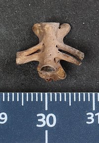 Wirbel von Wolterstorffiella wiggeri.  Albrecht, ZNS.