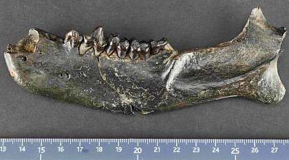Unterkiefer von Mentocalaenodon walbeckensis. Albrecht, ZNS.